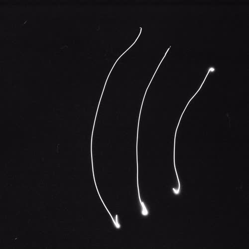 <body>
<p>This work proposes a vocabulary of single gestures traced in darkness with a handheld laser — each drawn in a single, uncorrectable movement. The line records the instant of approach, hesitation, or acknowledgment: fleeting encounters that shape our coexistence with others. These gestures parallel those unspoken exchanges that pass between strangers—allowing eye contact, offering a brief smile, a nod of recognition before the flow of daily life resumes.</p>
<p>In darkness, each gesture becomes both declaration and question. Without sight of its beginning or end, I must act in trust, as in any encounter with the unknown. The drawn light is an attempt to reach toward another, to speak without words, to register an instant of openness. The resulting traces form a fragile lexicon of recognition: arcs of invitation, lines of withdrawal, brief crossings that never fuse.</p>
<p>Philosophically, the project draws on Levinas’s insistence that ethics begins in the face-to-face meeting, before speech or comprehension, and on Han Byung-Chul’s reflections on the erosion of genuine contact in digital culture. These drawings seek to restore that lost friction — to offer illumination not as mastery, but as empathy, each gesture a visible echo of the courage to meet another in passing.
</p>
</body>
 Images Copyright Aldobranti® ©2008-'2025. All rights reserved.